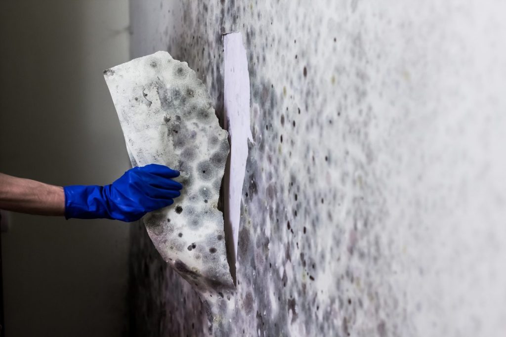 Best Practices For Mould Remediation